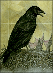 raven.jpg